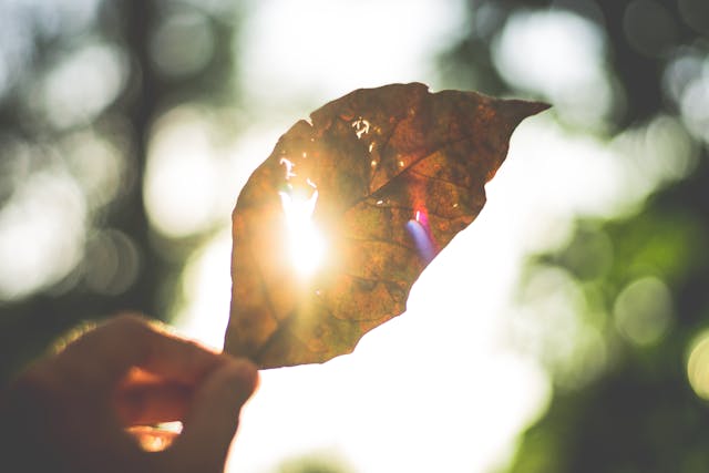 Sun